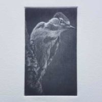 Pic vert, gravure sur cuivre en mezzo-tinto ou "manière noire", 2019
