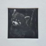 Panda roux, gravure sur cuivre en mezzo-tinto ou "manière noire", 2020